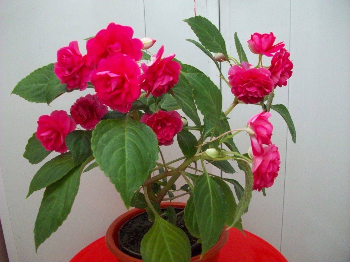 Цветок бальзамин: как выращивать и ухаживать дома | хозяйка усадьбы
