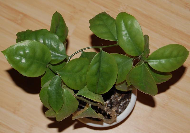 Переския — цветущий лиственный кактус. уход в домашних условиях. фото
