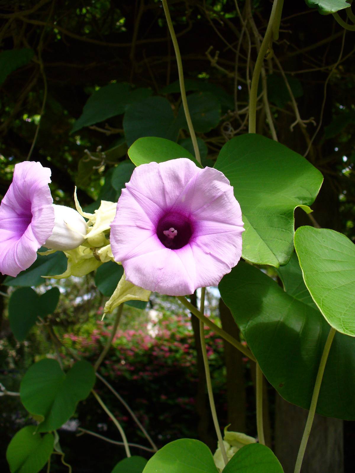 Гавайская роза и ее воздействие на организм | наркологическая клиника maavar.
