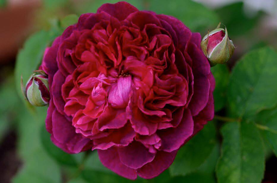 Роза вильям шекспир: особенности сорта