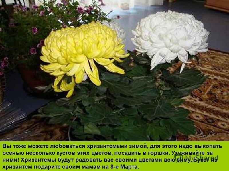 8 правил выращивания хризантемы. описание, как ухаживать
