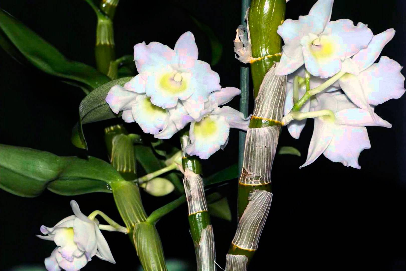 Необыкновенная орхидея дендробиум: описание, уход и размножение в домашних условиях