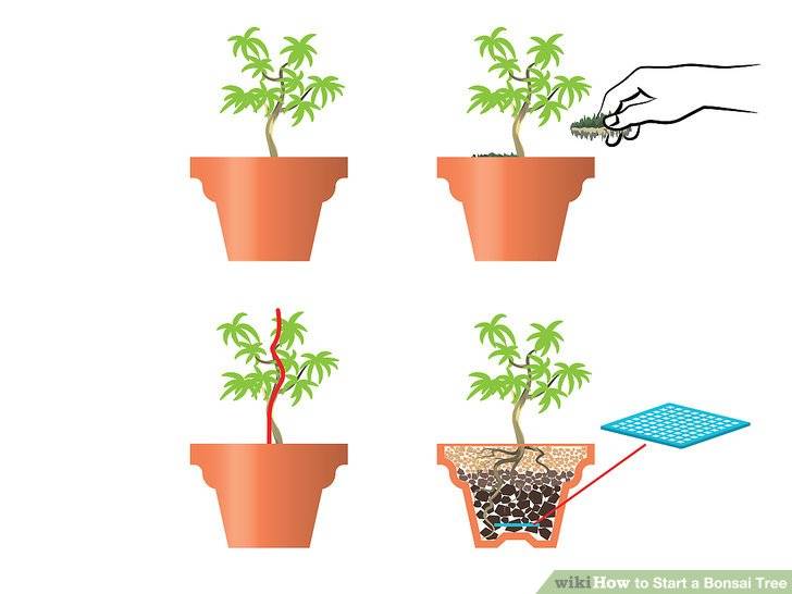 Как вырастить бонсай – пошаговая инструкция