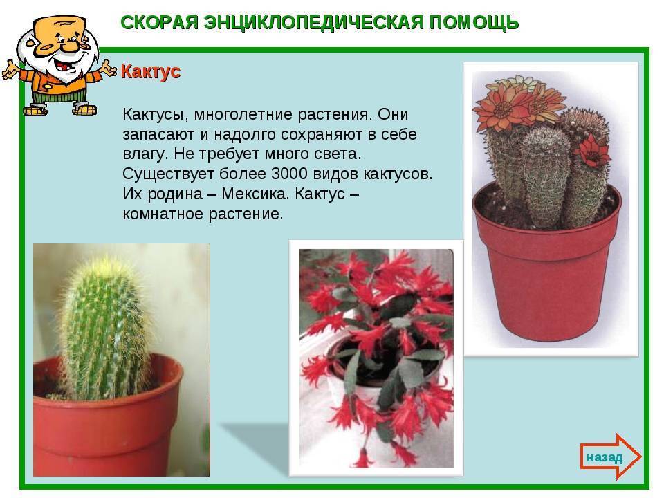 Как ухаживать за кактусом в домашних условиях: потребности, полив, подкормки, размножение