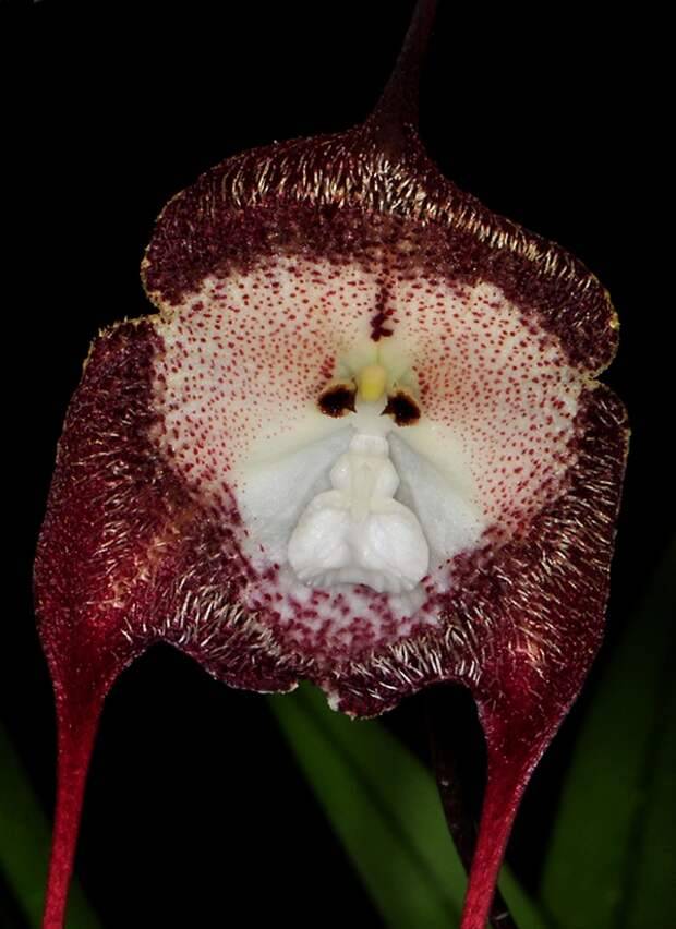 Орхидея дракула или обезьянья орхидея - цветочки - 4 сентября - 43808683632 - медиаплатформа миртесен