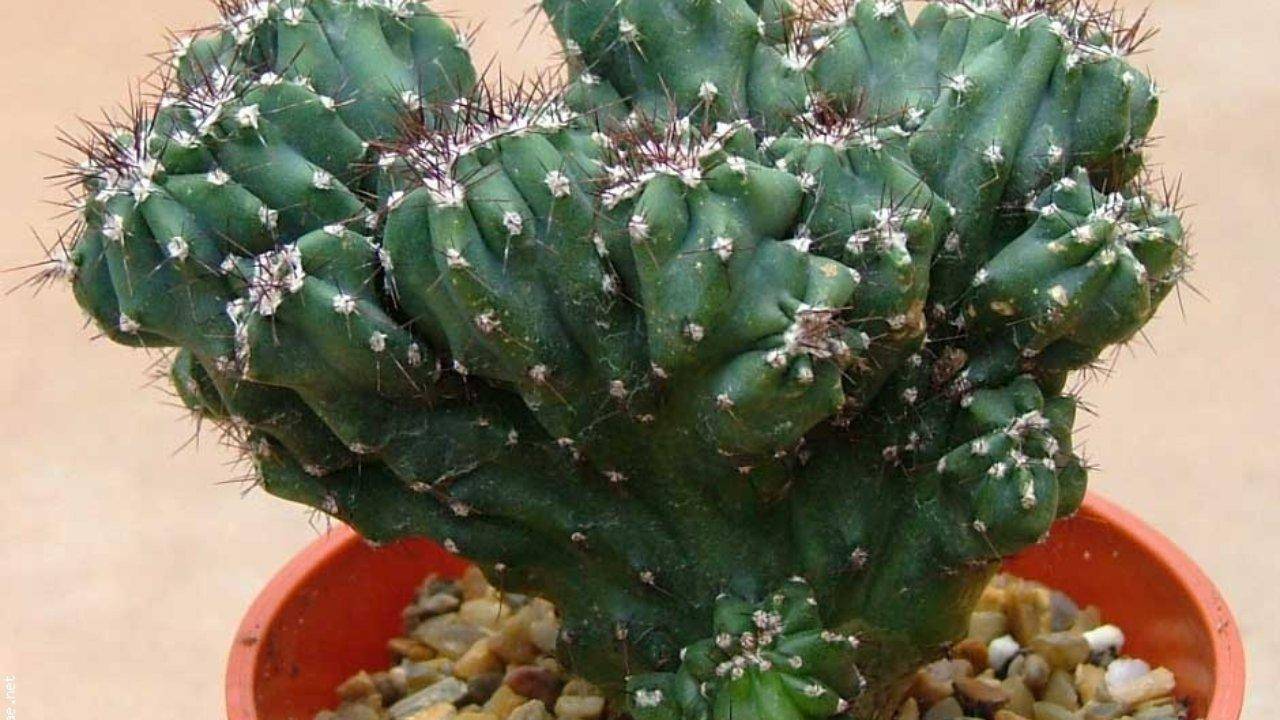 Уход дома за кактусами: цереус перуанский, монстрозный и другие виды