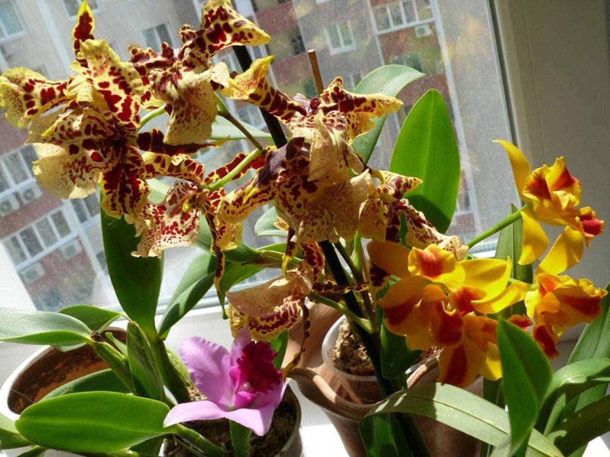 Орхидея онцидиум: почему «танцующая куколка» не для новичков