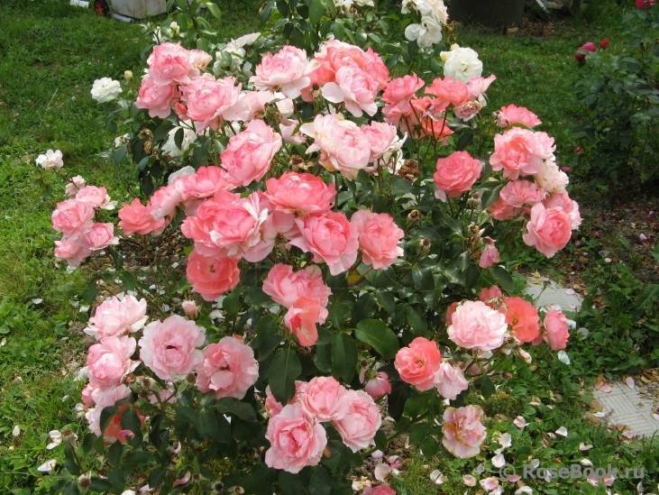 Роза мидсаммер (midsummer) — что это за сорт, описание