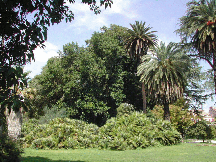 Ботанический сад пизы - первый ботанический сад в мире