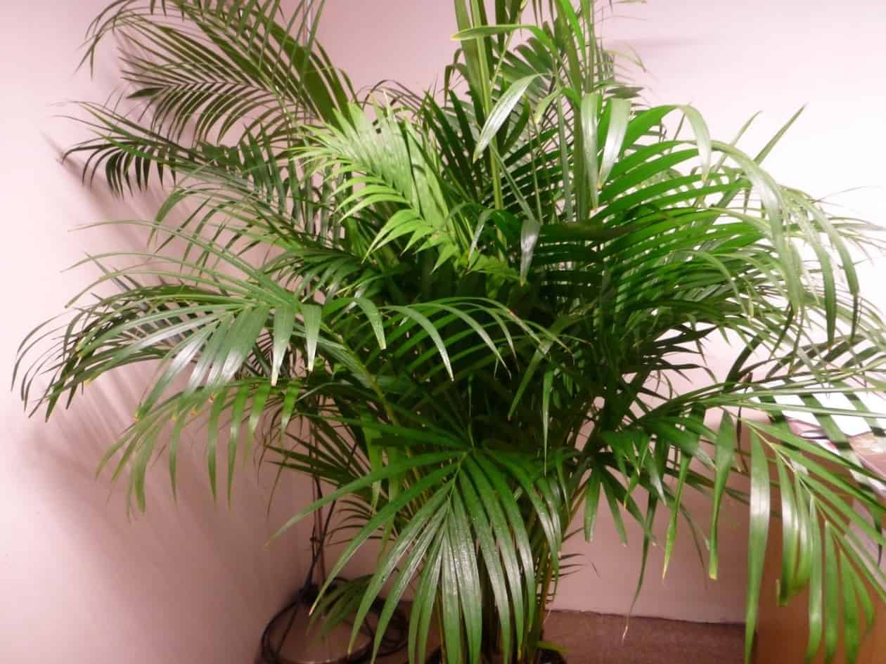 Арека – уход в домашних условиях. выращивание пальмы арека, пересадка и размножение. описание, виды. фото
