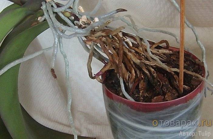 Размножение орхидей корнями в домашних условиях: можно ли разводить растение при помощи воздушных отростков, как это делать правильно, советы по уходу