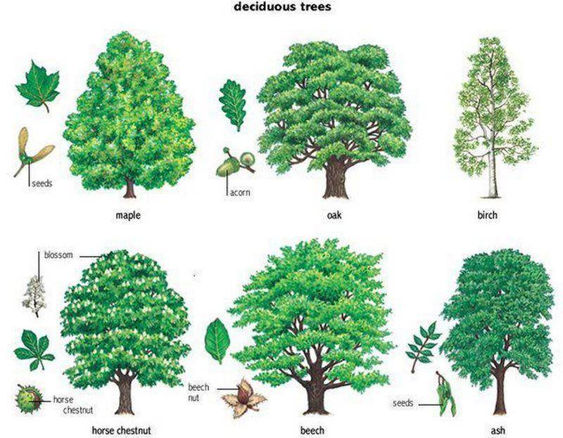 Низкорослые декоративные деревья для дачи: примеры, разновидности, фото
