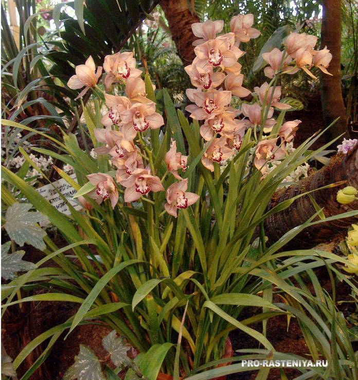 Орхидея цимбидиум: варианты выращивания и ухода в домашних условиях