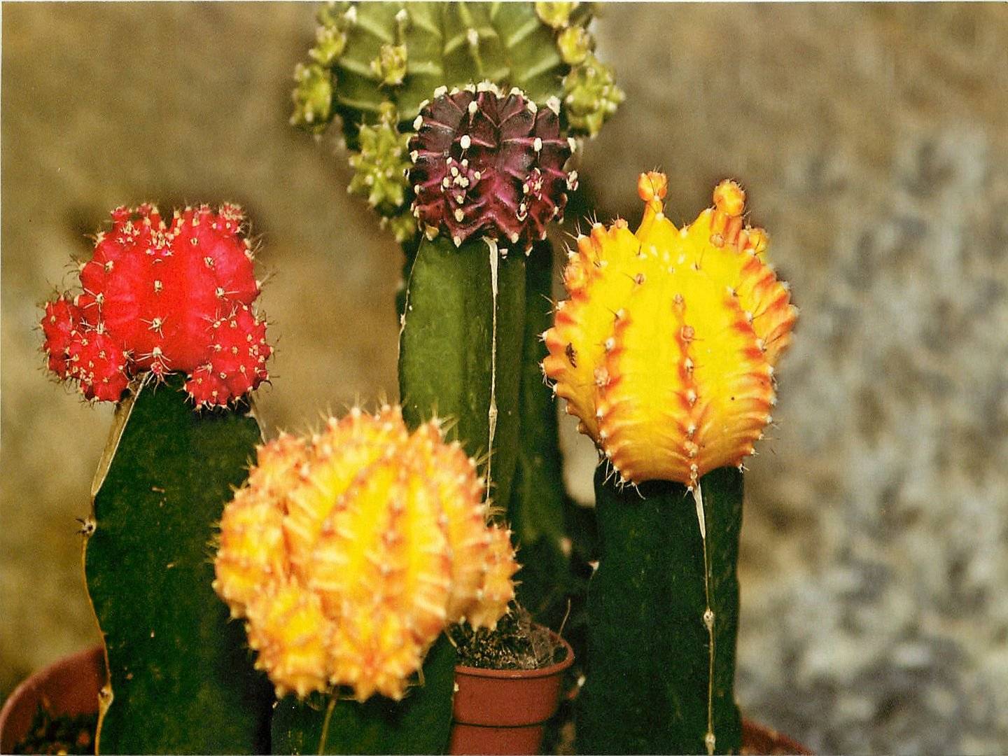 Гимнокалициум: описание и особенности кактуса