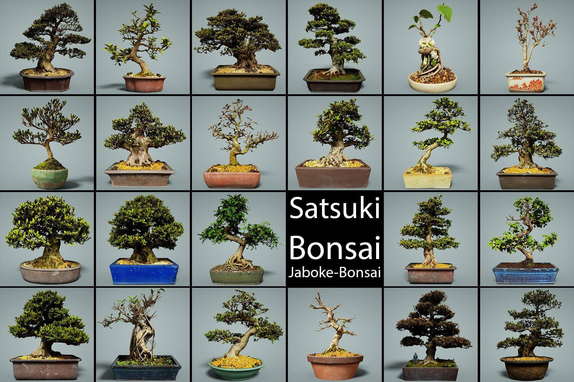 Как вырастить дерево бонсай: рекомендации по уходу за миниатюрной флорой