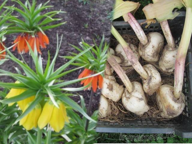 Пора выкапывать луковичные цветы: как правильно собирать и хранить