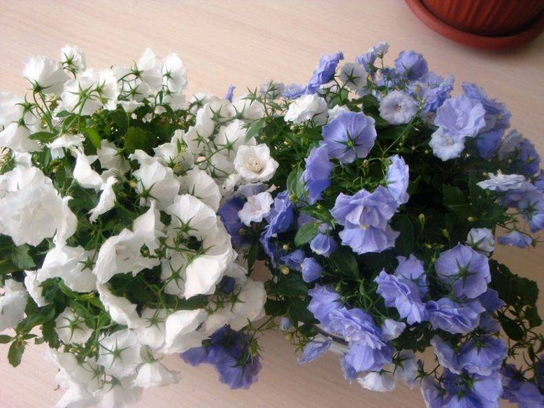 Цветок "невеста": уход в домашних условиях, описание, особенности выращивания. цветок кампанула