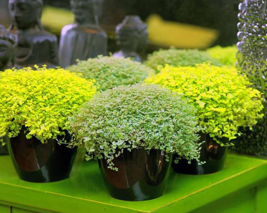 Солейролия — зелёный шар. уход в домашних условиях. выращивание, размножение. фото — ботаничка