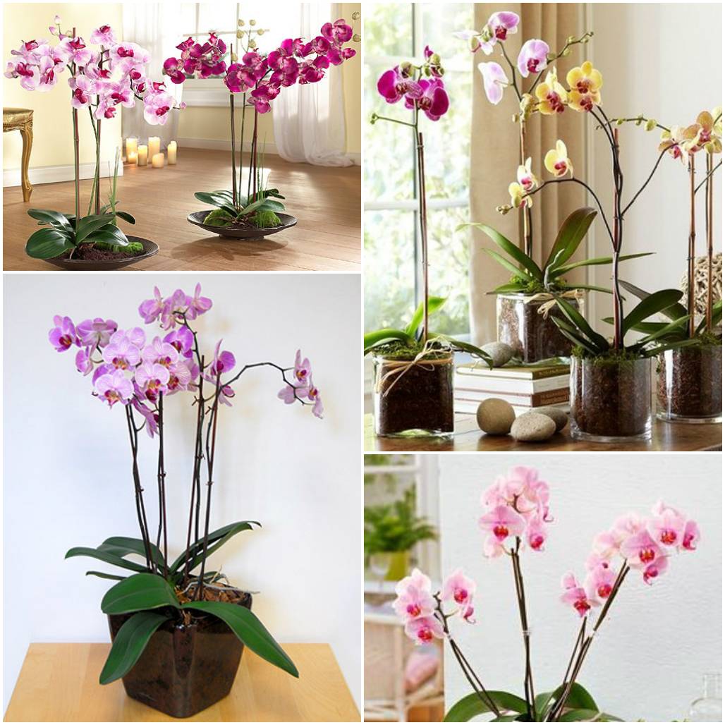 Всё о цветении орхидей в домашних условиях: фото, нюансы ухода, рекомендации специалистов