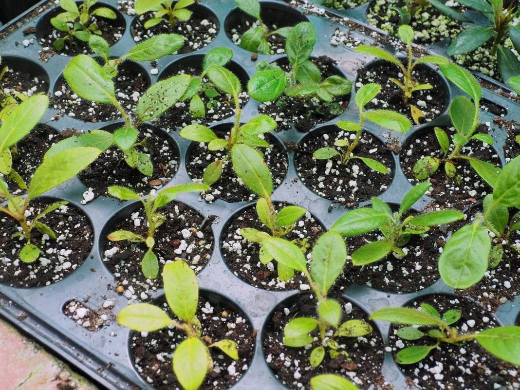 Выращивание рододендрона в открытом грунте