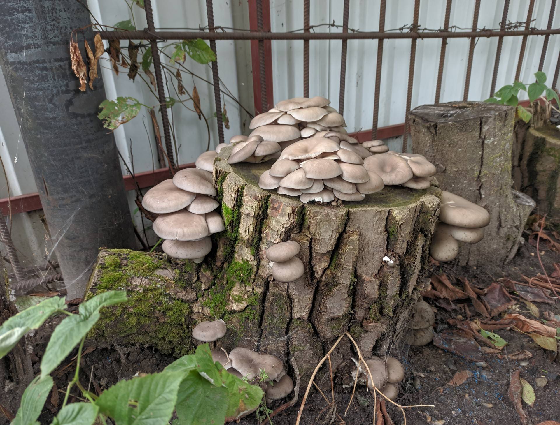 Какие грибы можно выращивать в искусственных условиях: фото, видео, как это делать на садовом участке