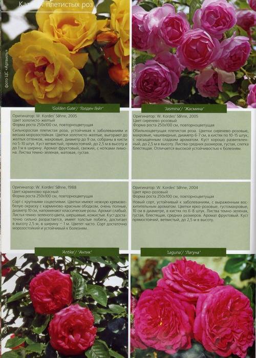Роза флорентина фото и описание отзывы