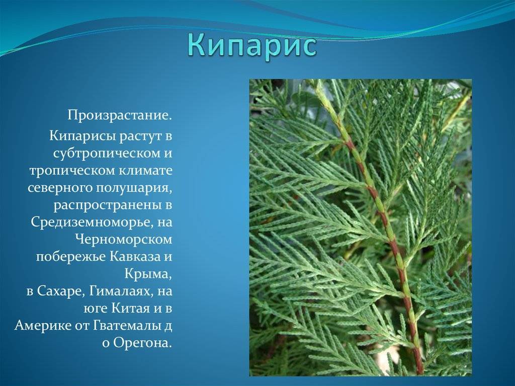Chamaecyparis (кипарисовик) семейство кипарисовых (cupressaceae)