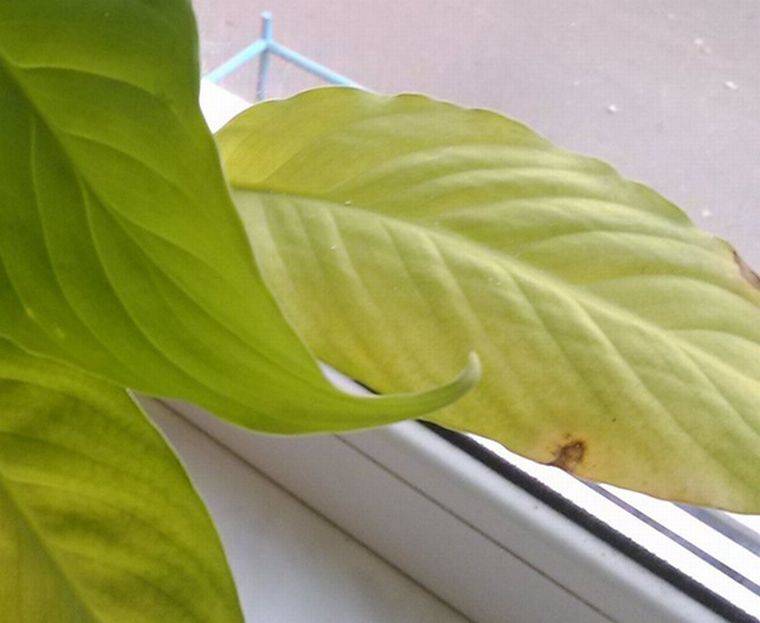 Почему желтеют листья у комнатных растений и что делать