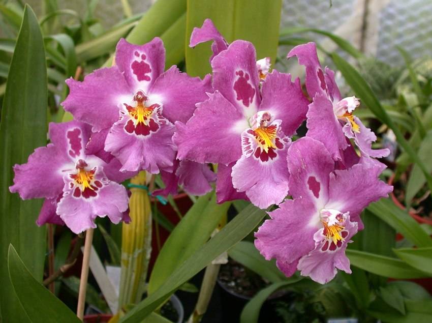 Описание орхидеи камбрия: посадка, уход и размножение в домашних условиях