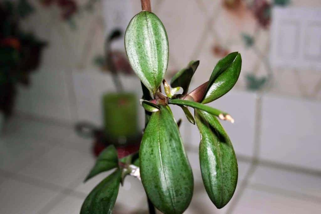 Цитокининовая паста для орхидей: применение, как используют для корней и цветения, отзывы, фото