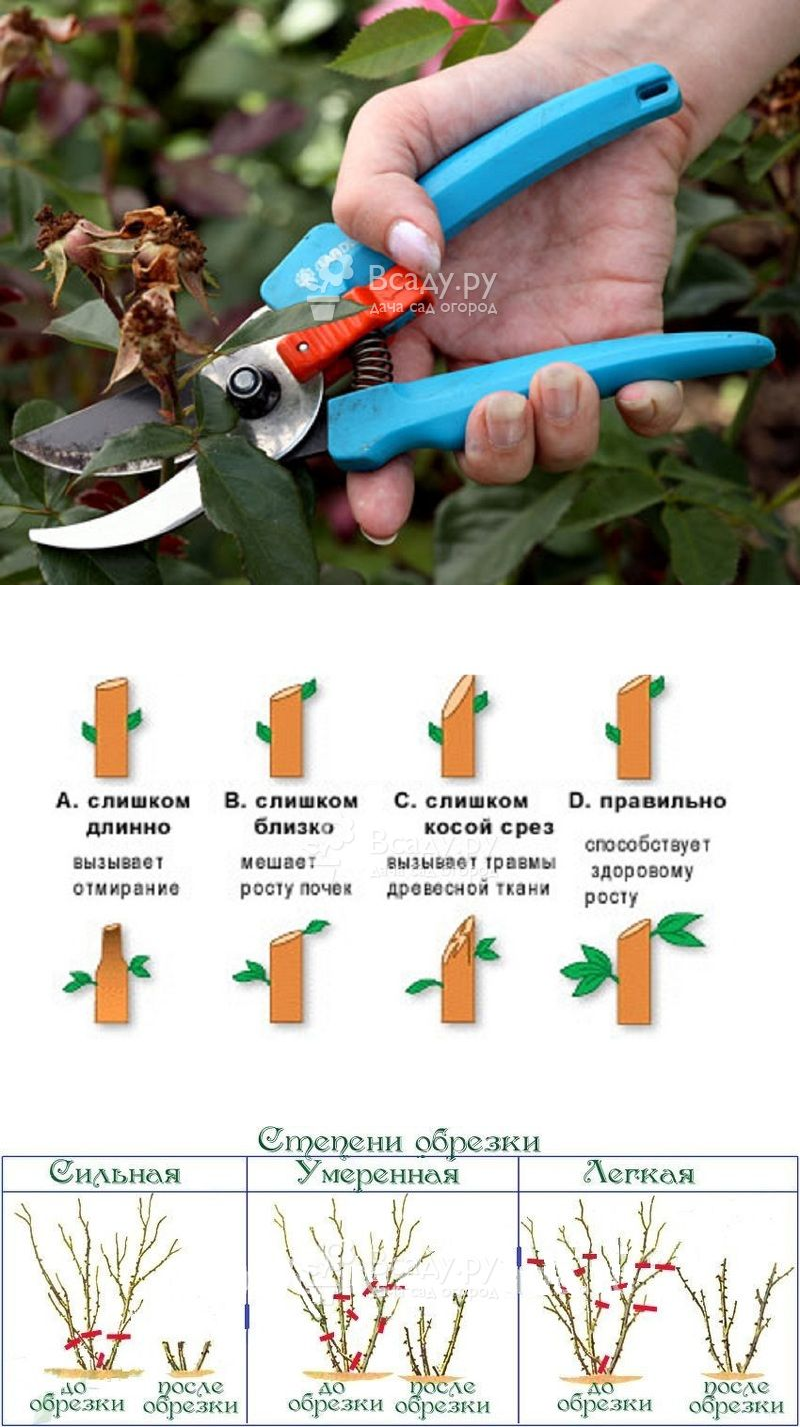 Как обрезать розу после цветения. Как правильно обрезать розу после первого цветения. Как обрезать отцветшие розы летом. Надо ли обрезать розы после цветения летом. Правильная обрезка роз после первого цветения.