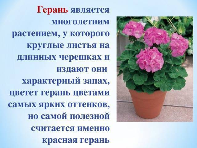 Виды герани (пеларгонии): описание сортов, особенности выращивания - sadovnikam.ru