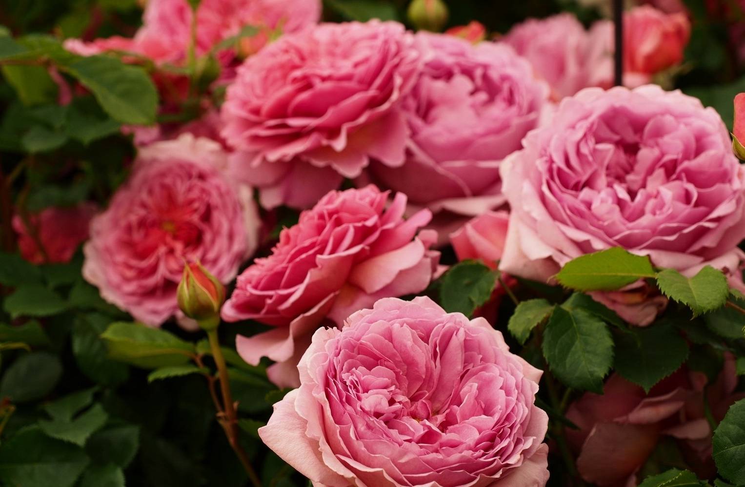 Какие розы самые неприхотливые и зимостойкие: сорта для дачи, описание, фото