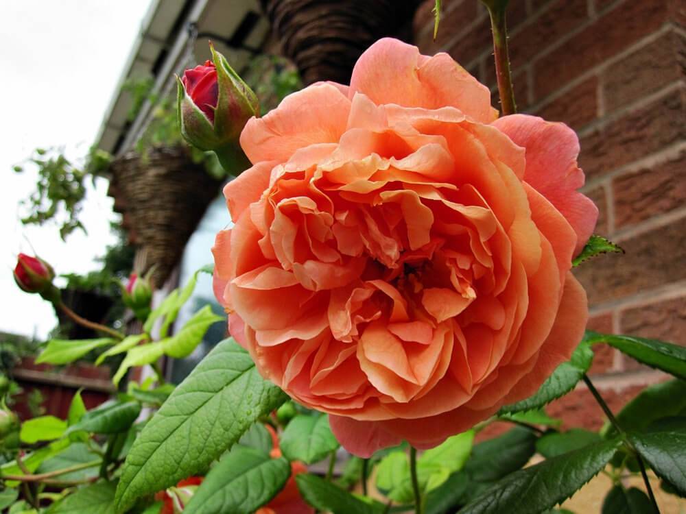 Роза английская саммер сонг: описание сорта, фото, видео | о розе