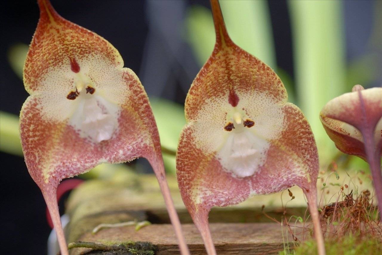 Орхидея дракула - описание и фото необычного растения
