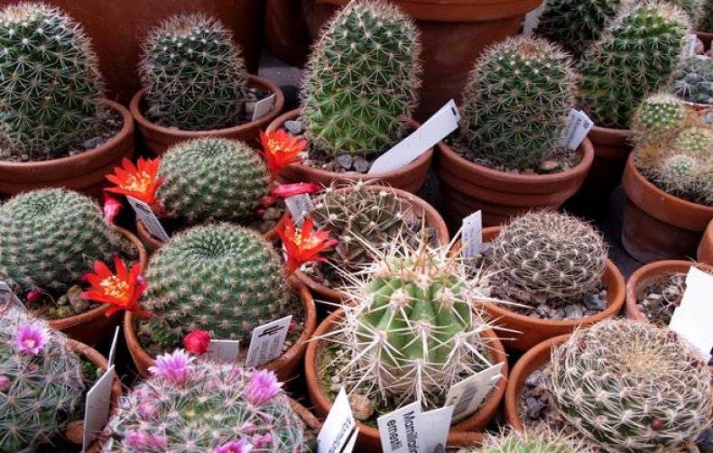 30 видов и названий домашних кактусов