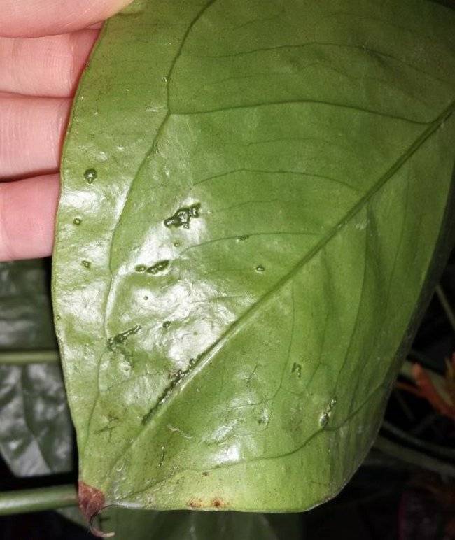 Антуриум: как лечить болезни листьев, фото, описание вредителей
