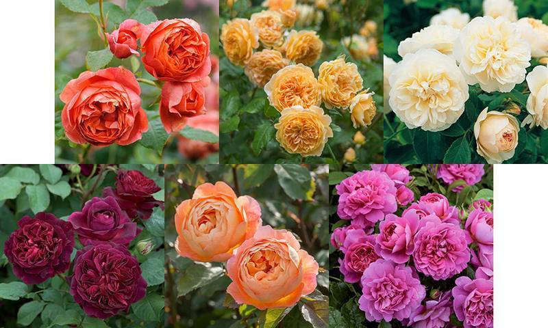 Роза крокус роуз история сорта выращивание и уход - агро эксперт