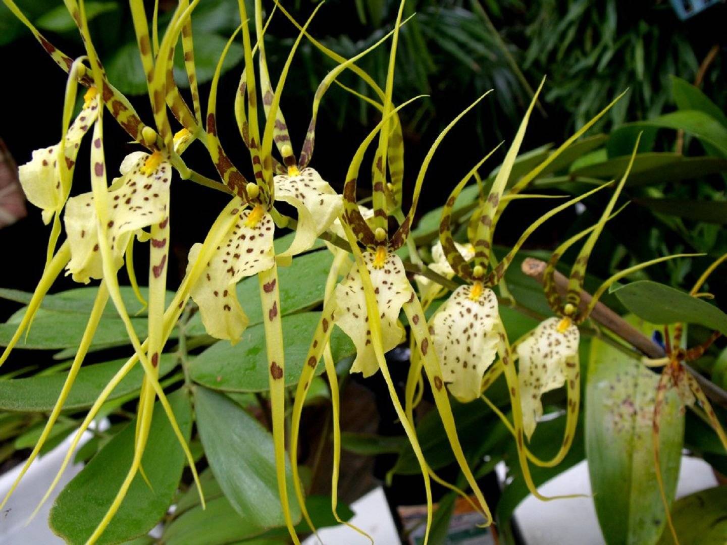 Орхидея брассия: особенности и внешний вид цветка с фото, почему растение называют "орхидея паук", основные правила посадки и ухода в домашних условиях