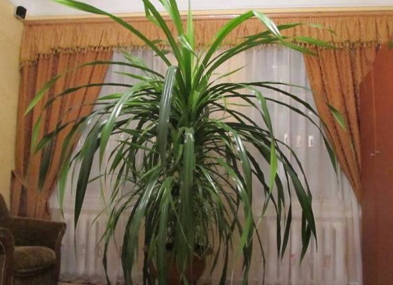 О выращивании пандануса — цветка комнатного с колючими длинными листьями