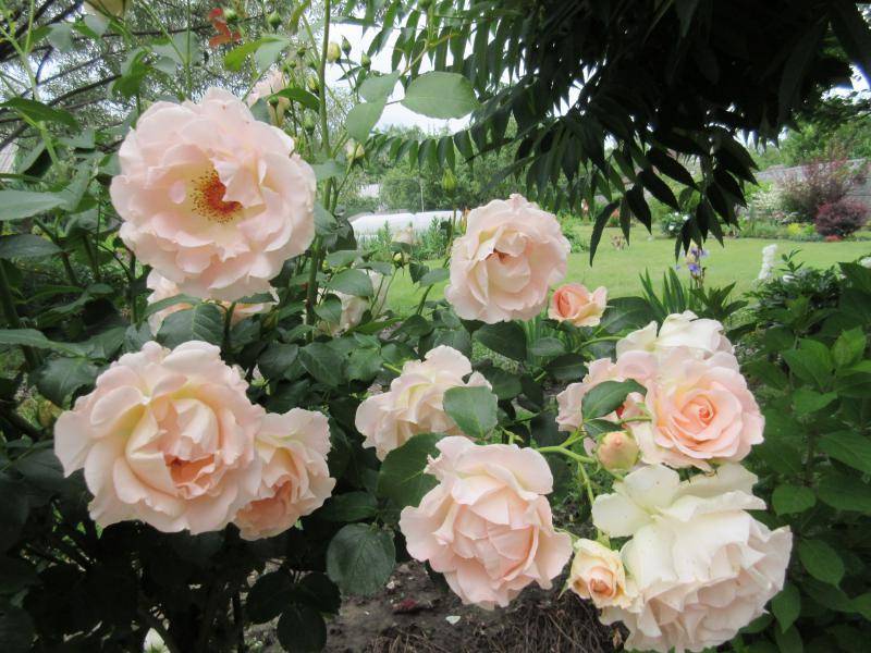 Лучшие кустарниковые розы. усовершенствованная старина — «рококо»