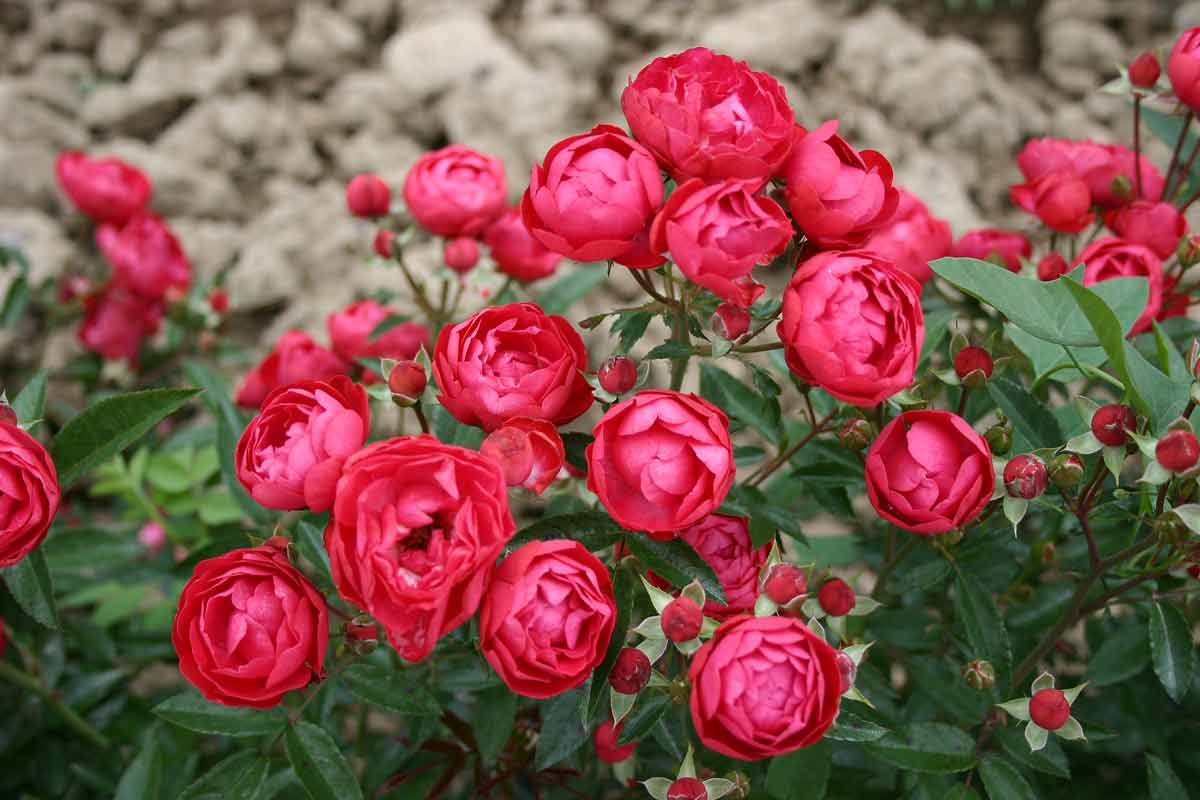 Полиантовые розы: фото и описание, выращивание из семян, отзывы