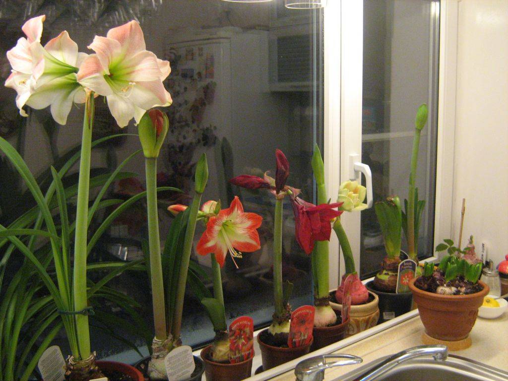 Почему не цветёт гиппеаструм и что при этом делать в домашних условиях?