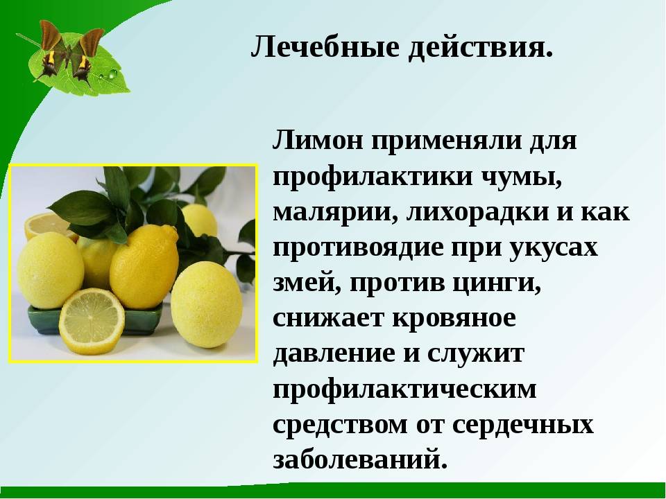 Как ухаживать за лимоном в домашних условиях, чтобы он плодоносил: советы пошагово