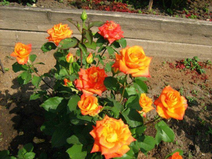 Роза моника чайно-гибридный сорт, устойчив к заморозкам, продолжительно цветет крупными яркими цветами
