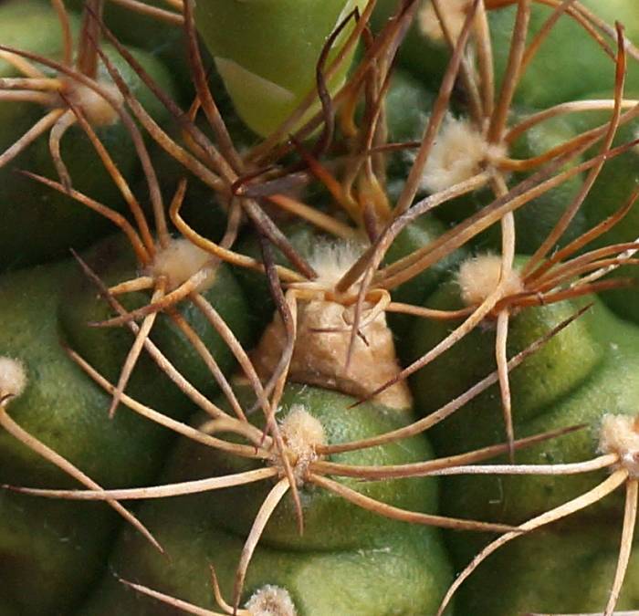 Как распознать заболевания кактусов, и что делать?