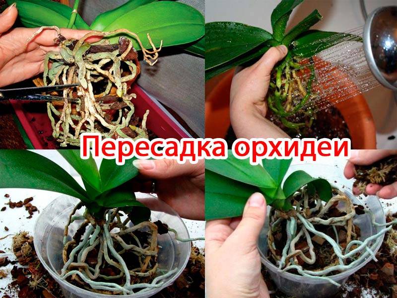 Комнатная орхидея: уход в домашних условиях
