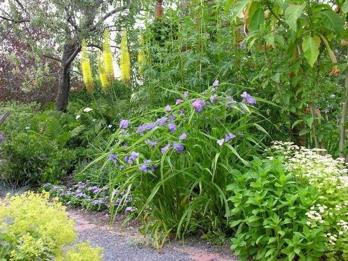 Традесканция садовая многолетняя — посадка и уход в открытом грунте