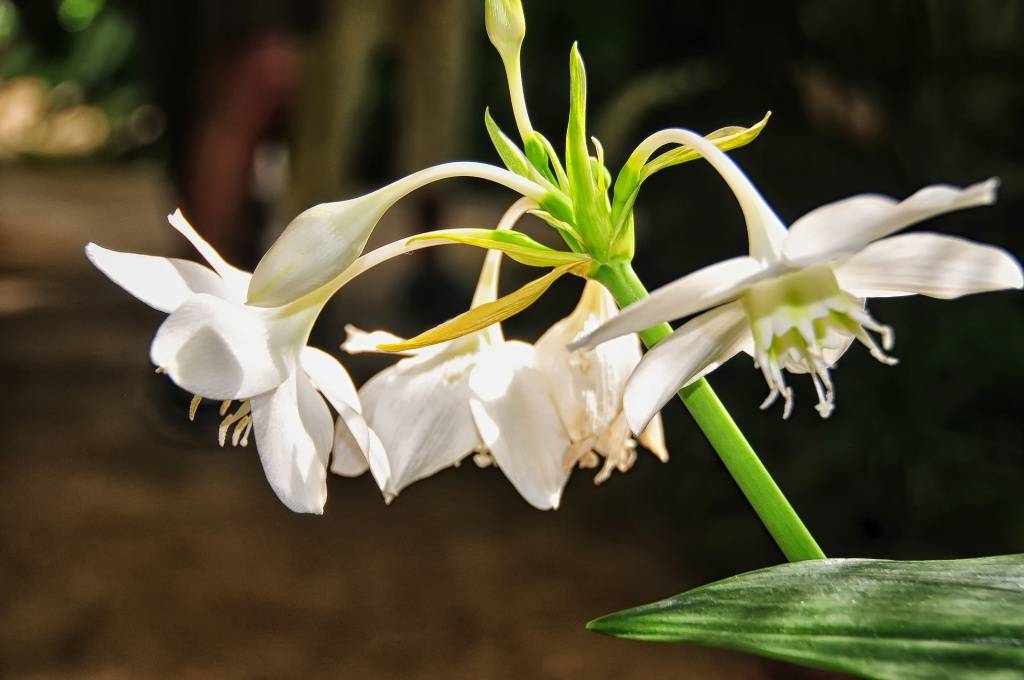 Эухарис крупноцветковый и другие виды амазонской лилии: большие фото и названия сортов, особенности ухода за растением.