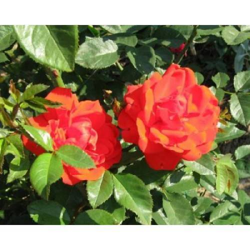 О сортах розы кордес: описание и характеристики, выращивание в подмосковье